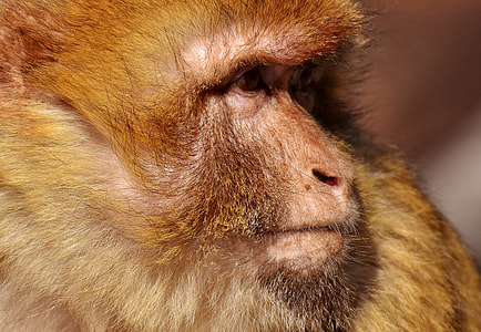 Barbary Ape, Endangered Species thumbnail
