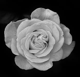 closeup photo of white rose thumbnail