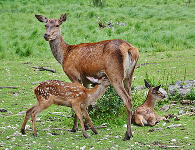 brown deer and two cubs on green grass field thumbnail