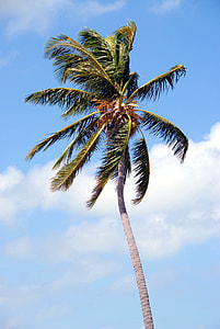palm tree thumbnail