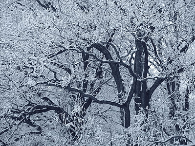 grayscale photo of bare trees during daytime thumbnail