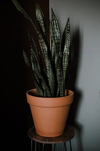 green snake plant in brown vase on brown wooden stool in front of white painted wall thumbnail