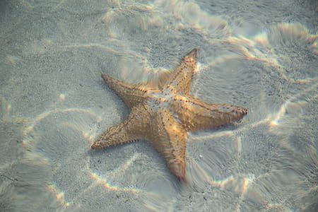 brown star fish under water thumbnail
