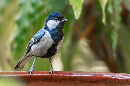 black and white bird thumbnail