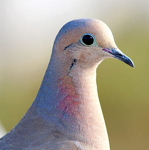 closeup photography of brown pigeon thumbnail