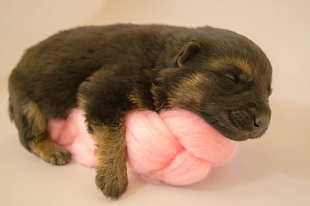 mahogany Rottweiler puppy thumbnail