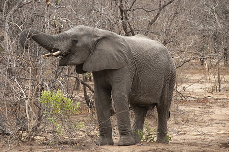 elephant standing beside bare trees thumbnail