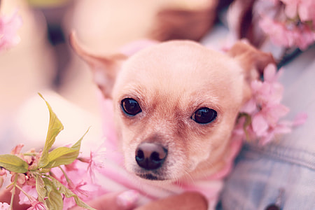 brown Chihuahua with pink petal flower thumbnail