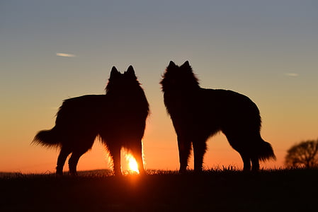 two silhouette of wolves during sunset thumbnail