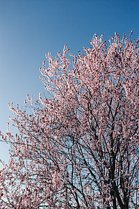 Pink spring flowers thumbnail