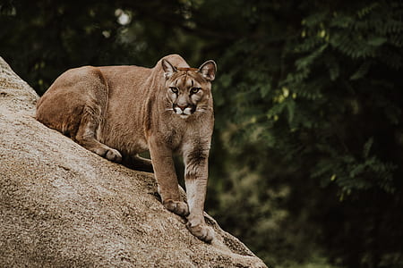 wild cat standing on rock thumbnail