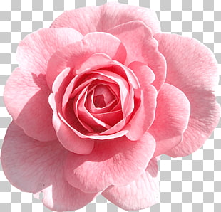 Rose Pink , Light Pink Rose , pink flower close-up photo PNG clipart