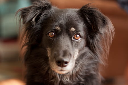 closeup photo of black dog thumbnail