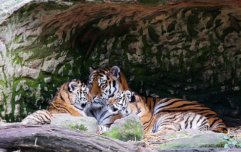 adult Bengal tiger resting beside cubs thumbnail