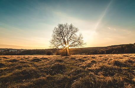 green leafed tree thumbnail