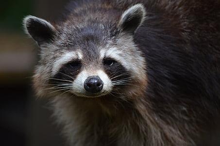 closeup photo of raccoon thumbnail