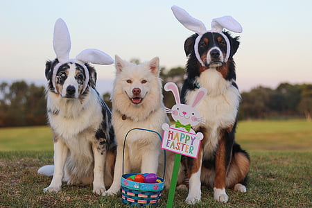 three assorted dogs on green grass field thumbnail