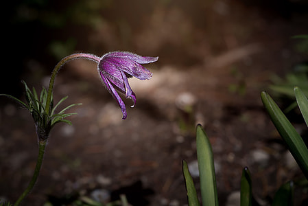 selective photography of purple petaled flower thumbnail
