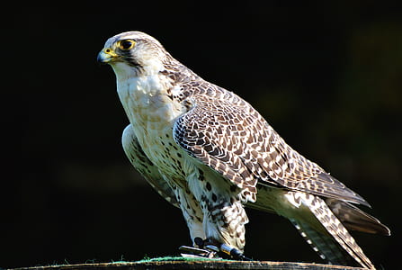 white and brown falcon thumbnail