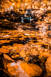 nature, water, water droplet, tree thumbnail