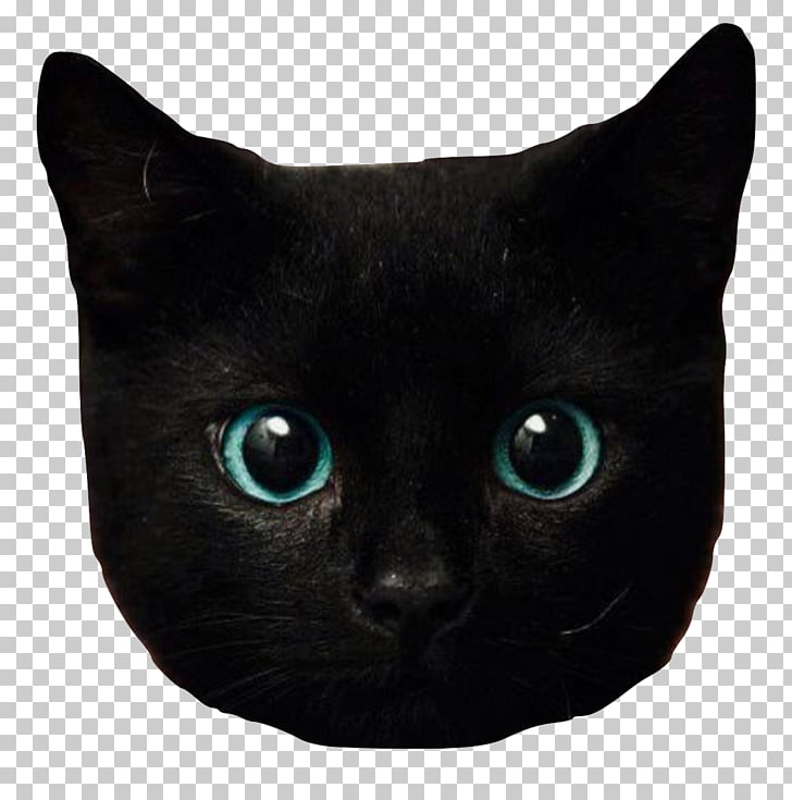 Kitten Eye Black Cat Bombay Cat British Longhair Kitten Png