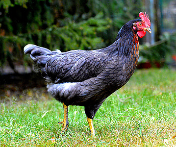 black chicken on green grass at daytime thumbnail