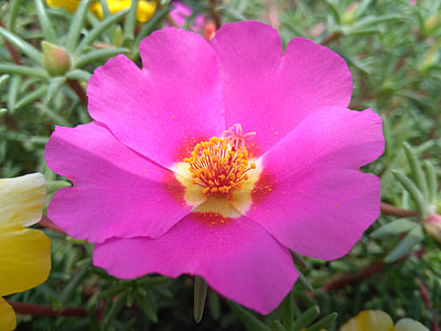 Portulaca Oleracea L, Purslane Flowers thumbnail