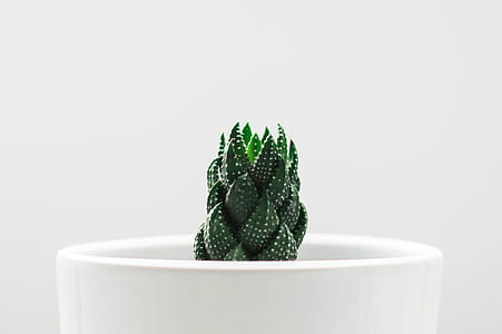 green cactus thumbnail