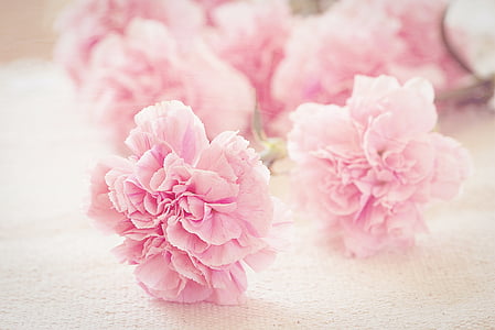 closeup photography of pink carnation flower thumbnail