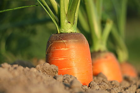 orange carrots thumbnail