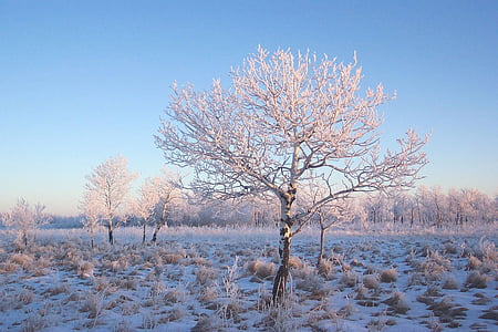 grya bare trees on grass field at daytime thumbnail
