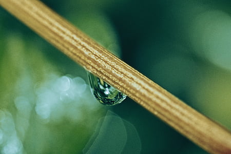 brown stem with water droplet thumbnail