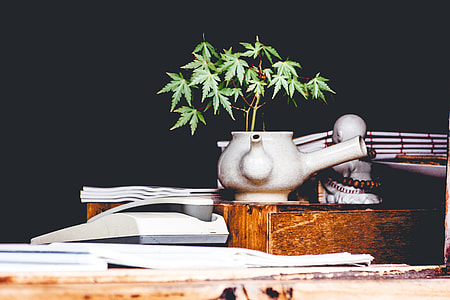 green leafed plant with brown pot thumbnail