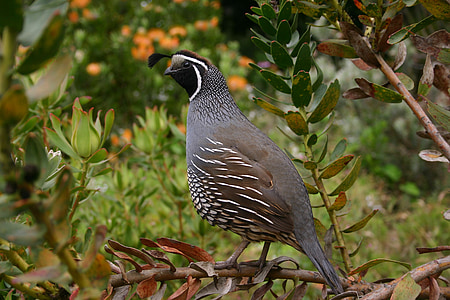 gray bird birching on branch thumbnail