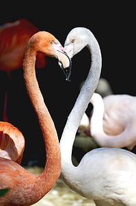 pink and white flamingos thumbnail