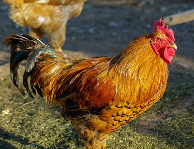 close up photography of chicken thumbnail