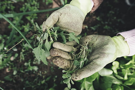 person holding green plant thumbnail