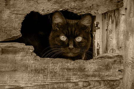 brown cat peeping outside wood thumbnail