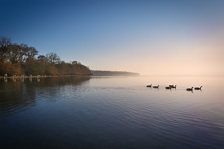 flock of duck on body of water thumbnail