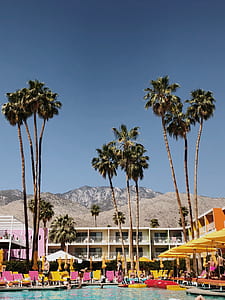 palm tree near pool thumbnail