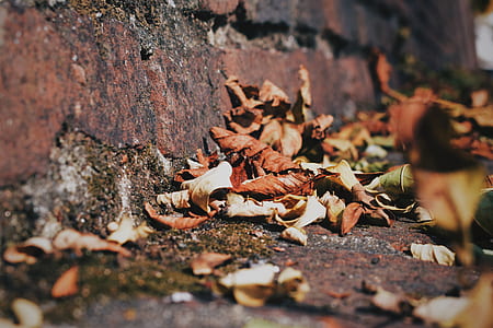 closeup photo of withered leaves thumbnail