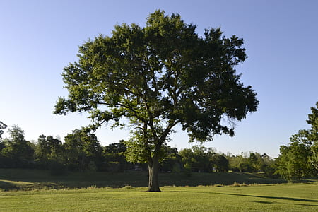 green leaf tree at daytime thumbnail
