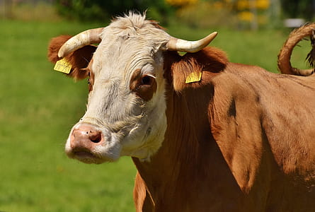 close-up photo of brown cattle thumbnail