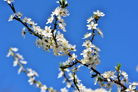 white flowers thumbnail