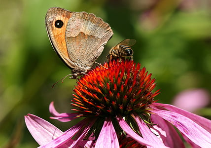 meadow brown butterfly beside honeybee on red flower at daytime thumbnail