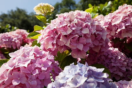 Hydrangeas flower thumbnail