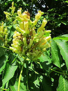 Aesculus Flava, Yellow Buckeye thumbnail