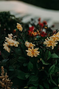 Shallow Focus Photography of Flowers thumbnail