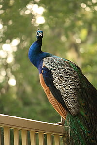 selective focus of photography of peacock thumbnail