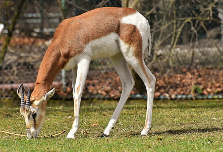 brown and white deer eating grass thumbnail